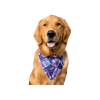 Golden Retriever Halloween Sticker by Geekster Pets