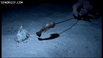 ocean feed GIF by Cheezburger