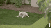 Playing Nikki Bella GIF by E!