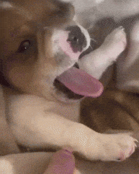 Tired Puppy GIF by Respective