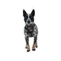 Cattle Dog Baby Yoda Sticker by Geekster Pets