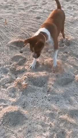 Crab Faces Off With Playful Dog on Beach in Mexico