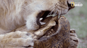 nat geo big cat week GIF by Nat Geo Wild 