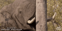 bbc game nature earth bbc GIF