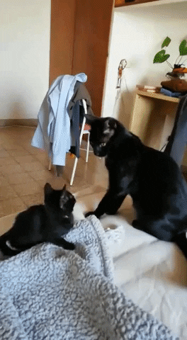 tulsimo giphygifmaker GIF