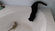 whats GIF