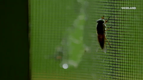 viceland GIF by Kentucky Ayahuasca