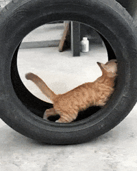 justviralnet funny cat animal kitten GIF