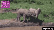 exploreorg love nature animal organic GIF