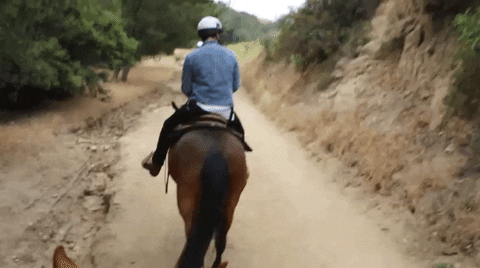 los angeles horse GIF by Much