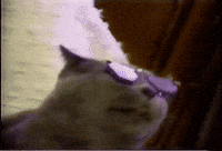 free funny GIF by AFV Pets