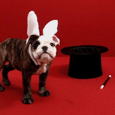 bonobos_ puppy magic bunny rabbit GIF