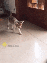 cat sleeping GIF by JustViral.Net