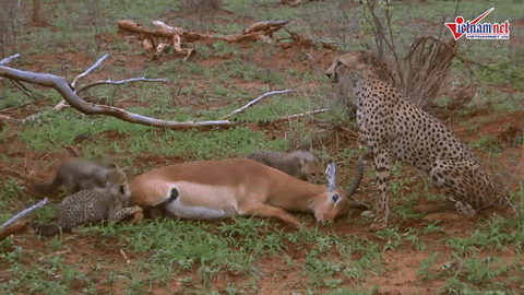 cuteanimalland giphyupload GIF