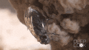 GIF by KQEDScience