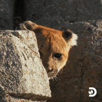 Naked And Afraid Survival GIF by Discovery