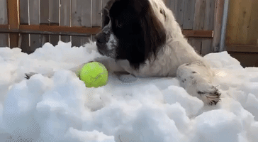 Sweet Dog Enjoys Snow Throne on Her Last Day