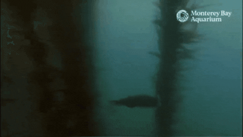 Looking Sea Otter GIF by Monterey Bay Aquarium