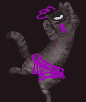 Cat Love GIF