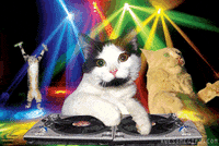 cat GIF
