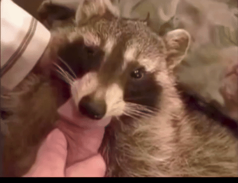 Racoon Tuff GIF