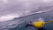 will smith swimming GIF by Will Smith's Bucket List