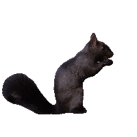 Black Squirrel Sticker by Princeton University