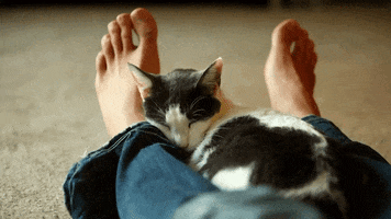 cat baby GIF