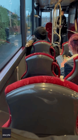 Passenger Sneaks Ferret Aboard Edinburgh Bus