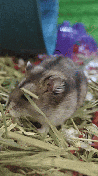 juliedqueen hamster GIF