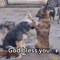 Dog Bless GIF
