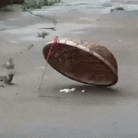 Funny GIF by JustViral.Net