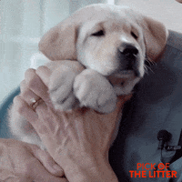 puppy hug GIF by Signature Entertainment