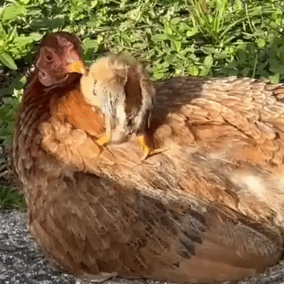 Tiny Chick Reunited With Mother Hen