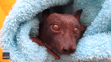 Rescued Bat 'Red Russel' Enjoys a Treat