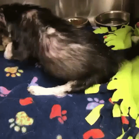 Puppy Believed to be Paralyzed Defies the Odds, Begins to Walk Again