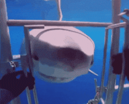 Pet Job GIF by Respective