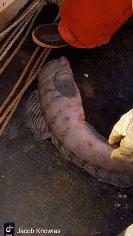 A Face Only a Mother Could Love: Maine Fishermen Catch 'Vicious' Wolffish