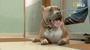 nat geo wild pet GIF by The Incredible Dr. Pol