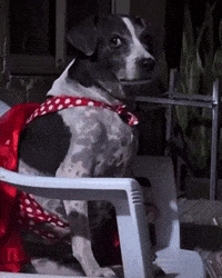 Dog Face GIF