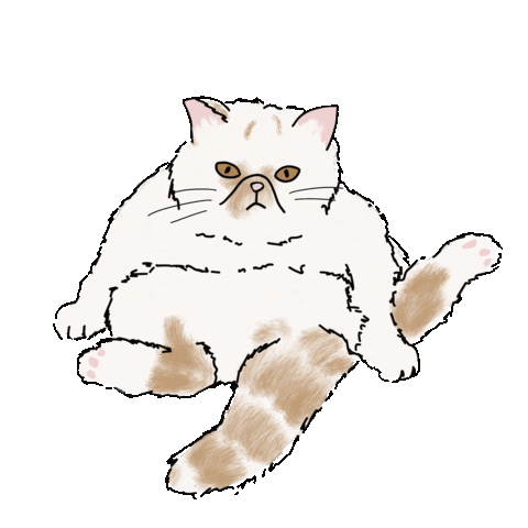 Cat Obi Sticker