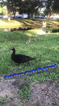 Ducks Cute Animals GIF by Bartini Orlando