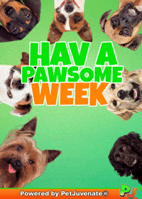 Henlo Hooman Fren GIF by PetJuvenate - PJ