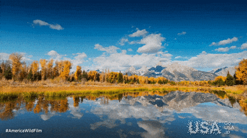 america wild GIF by Go USA Jp