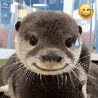 Otter GIF