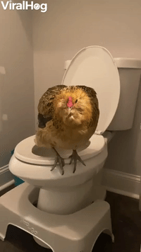 Pet Chicken Uses the Toilet
