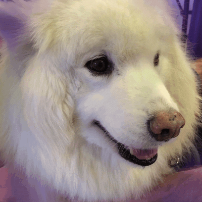 Tired Dog GIF by Westminster Kennel Club