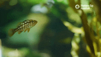 Just Keep Swimming Small Fish GIF by Monterey Bay Aquarium