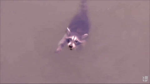 GIF by Univision Noticias