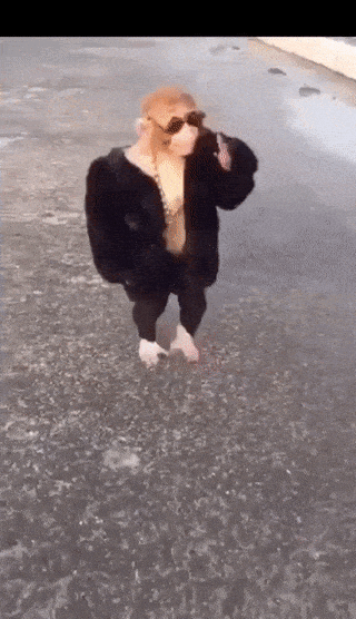 Video gif. Monkey wears a black jacket, chain, and sunglasses swag walks across a parking lot while slowly taking off his sunglasses.